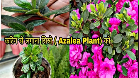 How To Grow Azalea From Cuttingazalea Propagation Azalea Cuttings