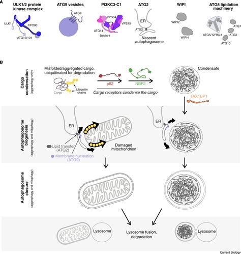 Orchestration Of Selective Autophagy By Cargo Receptors Current Biology