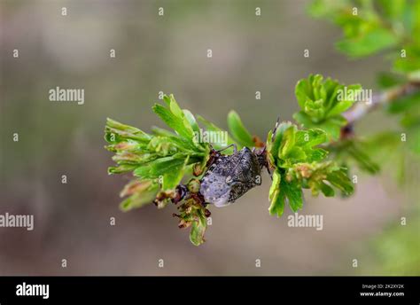 Close Up Of A Gray Garden Bug Rhaphigaster Nebulosa On A Plant Stock