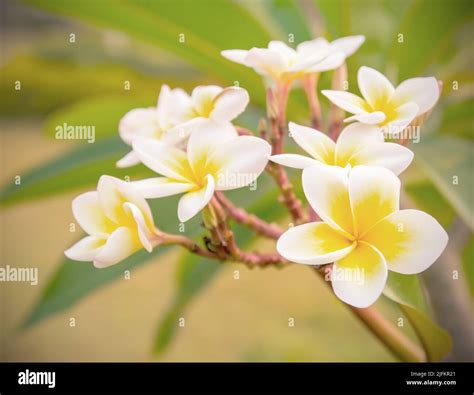 Plumeria Flower Old Retro Vintage Style Soft Focus Stock Photo Alamy