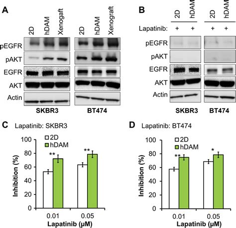 Hdam Cultured Cells Exhibited Elevated Egfr Signaling And Increased