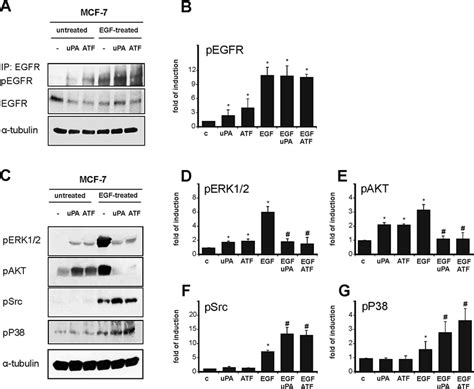 UPA And ATF Modulate EGF Dependent Signalling Of MCF7 Cells MCF 7