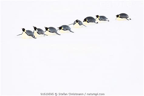 Stock Photo Of Emperor Penguin Aptenodytes Forsteri Group Sliding