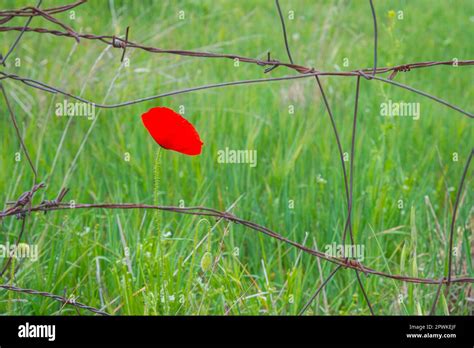 Poppy Flower Behind A Barbed Wire Stock Photo Alamy