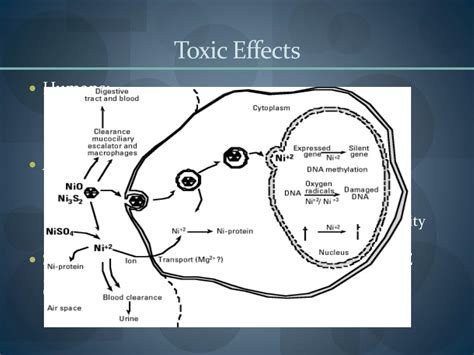 Ppt Toxicology Of Nickel Powerpoint Presentation Free Download Id