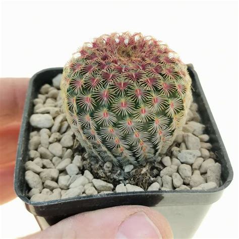 Echinocereus Rigidissimus Subs Rubispinus X Cm Cactaceae