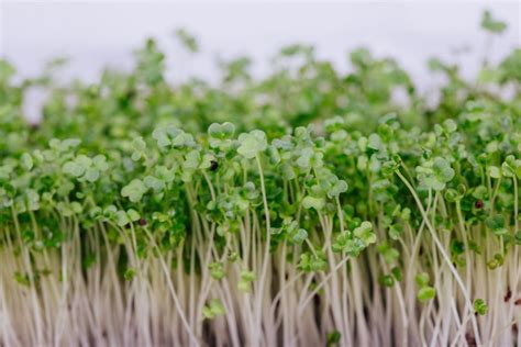 The Ultimate Guide To Broccoli Microgreens Grocycle