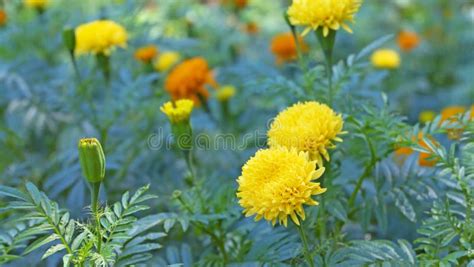 Bright Colors of Yellow Marigolds in the Garden. Stock Photo - Image of ...