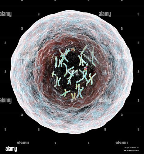 Human cell with chromosomes, illustration. Chromosomes, which consist ...