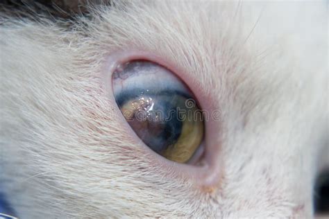 Corneal Ulcer And Descemetocele In Young Cat From Street Stock Image