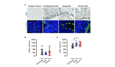 Dynamics Of Lgr Intestinal Stem Cells And Hd Paneth Cells In Siv