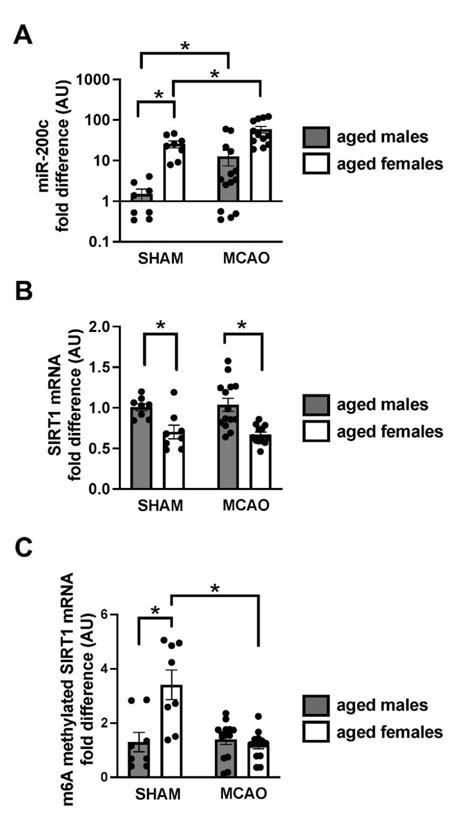 Post Mcao Expression Of Mir 200c Sirt1 Mrna And M6a Methylated Sirt1 Download Scientific