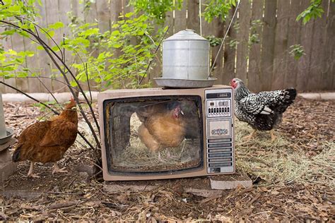 Chickens In A Chicken Coop With One Chicken In An Old Tube Television