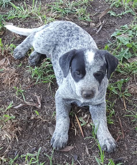 blue heeler  german shorthair pointer pups livestock dogs