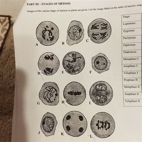 Stages Of Meiosis Under Microscope