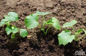 Top Tips For Growing Great Cucumbers Gardening Is Great