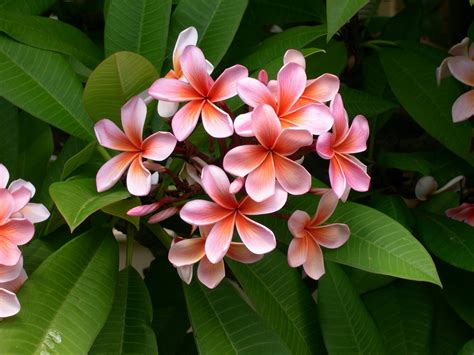 Blue Plumeria Tree