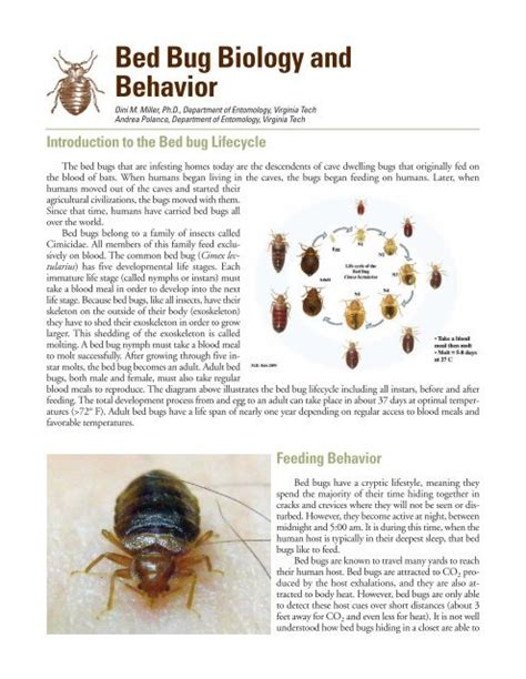 Bed Bug Biology And Behavior Virginia Department Of Agriculture