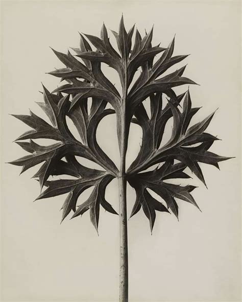 Art Whatever — Karl Blossfeldt Art Form In Nature 1928