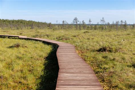 Ecological Hiking Trail In A National Park Through Peat Bog Swamp