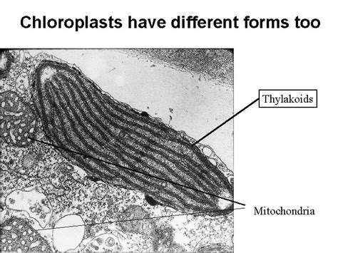 Mitochondria And Chloroplasts Structure And Function A Review