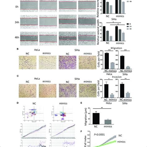 Mir 362 3p Inhibits Migration And Invasion Of Cervical Cancer Cells Download Scientific