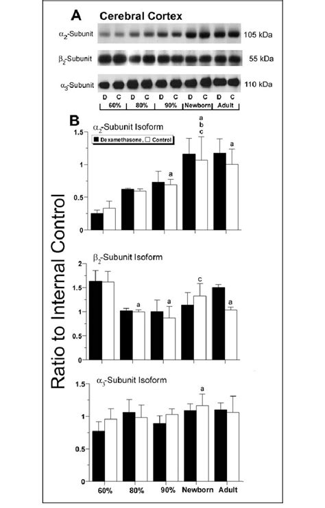 Panel A Shows Representative Western Immunoblots Of The Na K