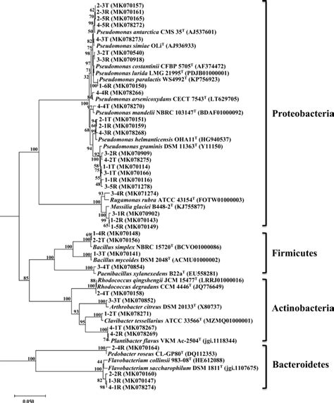 S Rrna Gene Based Dendrogram Showing The Phylogenetic Relationships