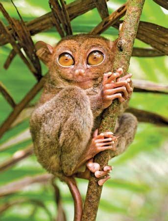 tarsier | Description, Species, Habitat, & Facts | Britannica.com