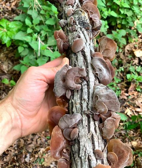 Wood Ear Mushrooms How To Forage Grow And Eat Recipe In 2024