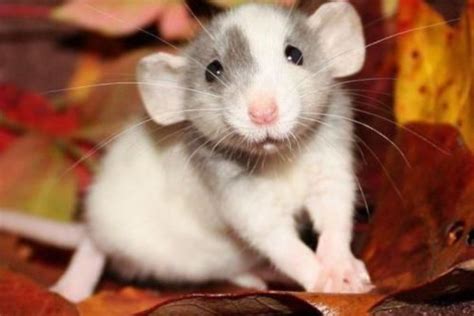Types Of Pet Rats Breeds Colors And Patterns Of Fancy Rats