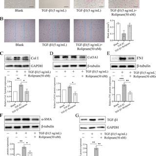 Rolipram blocks TGF β1 induced LF fibroblast fibrosis A a and b