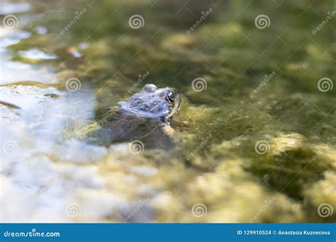 Frog Stock Photo Image Of Swamp Rubbish Pond Wild 129910524