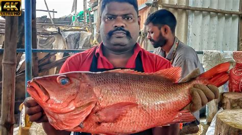 Kasimedu 🔥 Speed Selvam Red Snapper Fish Cutting Video In Kasimedu