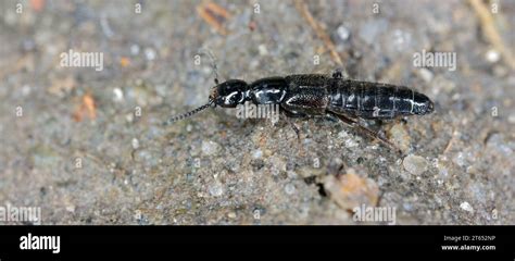 A tiny beetle from the Rove beetle (Staphylinidae) family. Common in ...