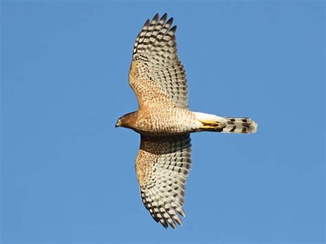 Raptors Of Missouri Missouris Natural Heritage Washington