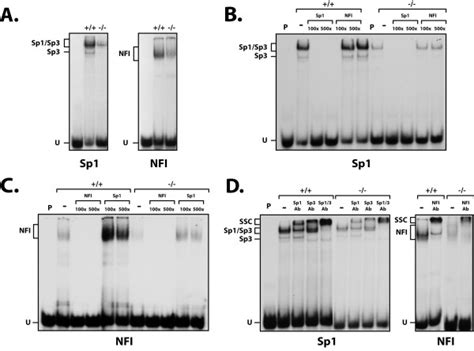 Dna Binding Properties Of Sp1sp3 And Nfi In Parp 1 And Parp 1