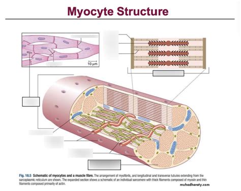 Diagram of Myocyte Structure | Quizlet