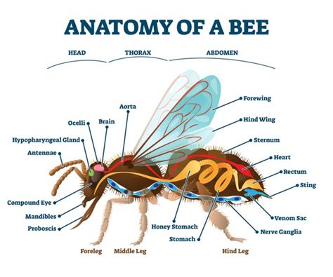 896 Bee Anatomy Royalty-Free Images, Stock Photos & Pictures | Shutterstock