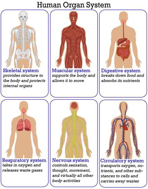 Organization Of The Human Body Read Biology Human Body Anatomy