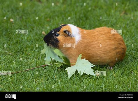 Meerschweinchen Fressen Blatt Fotos Und Bildmaterial In Hoher