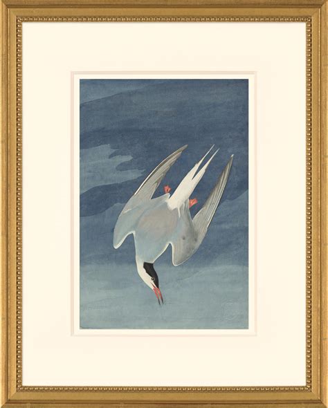 Audubon S Watercolors Octavo Pl 250 Arctic Tern Audubon S