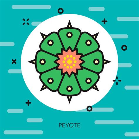 Peyote Cactus Illustrations, Royalty-Free Vector Graphics & Clip Art - iStock