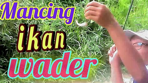 Mancing Ikan Wader Di Air Yang Keruh Youtube