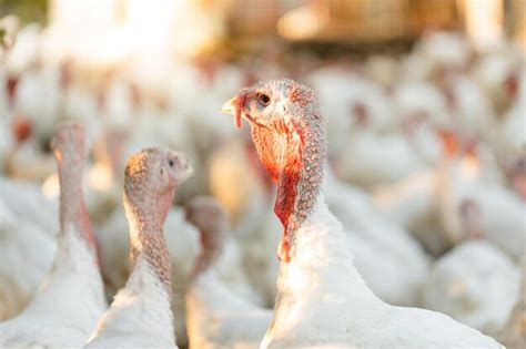 Premium Photo Turkeys Walking On A Free Range Farm Turkey Close Up