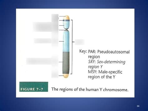 Genetics Exam 2 Sex Determination Diagram Quizlet