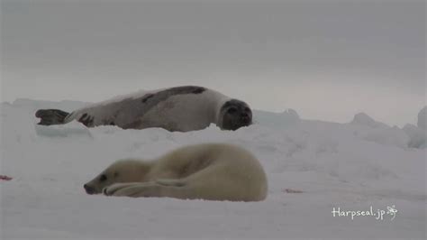 Harp Seal Pup Crying