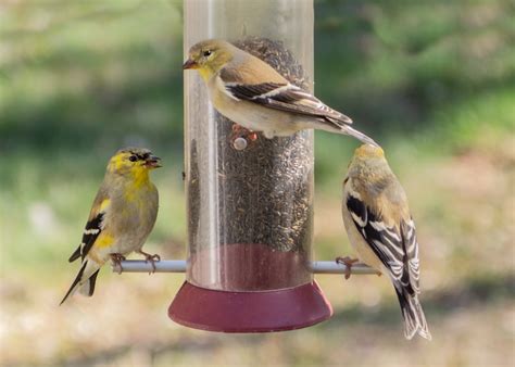 American Goldfinch - FeederWatch