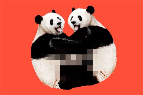 Lousy Libidos Why Do Pandas Have So Little Sex The New York Times