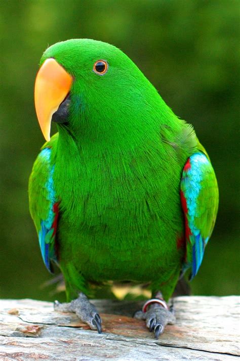 Eclectus Parrot Eclectus Roratus Native To The Solomon Islands